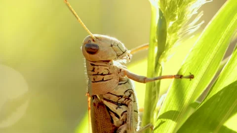 Close up footage of Common Grasshopper insect on a plant. Video stock 172450995