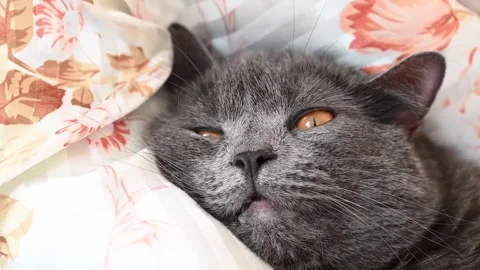 Close up footage of cute grey British Shorthair cat with orange eyes lying .. Stock Footage 339646238