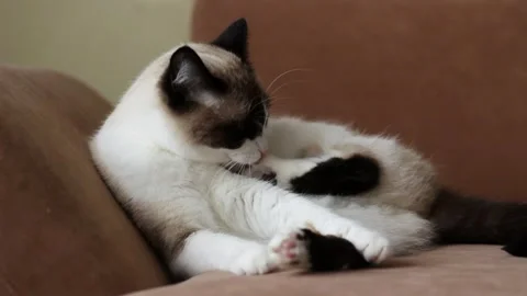 Close up footage of cute soamese cat licking itself and cleaning with tongue Stock Footage 317696166