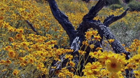 Close Up Footage Of Desert Spring Wild Flowers Swaying In Wind Arizona Stock Footage 345416720