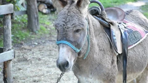 Close-up footage of a donkey standing in a green garden Video stock 344908306