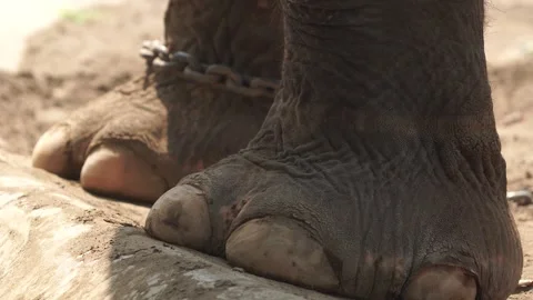 Close up footage of an elephant or Elephas maximus feet walking on the ground Vídeos de archivo 308152521