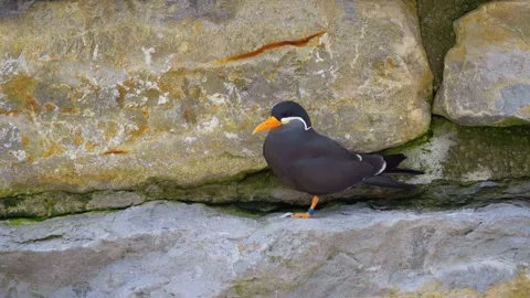 Close up footage of the endangered, Peruvian, Inca Tern. Stock Footage 241520919