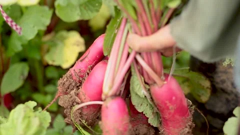 Close Up Footage of Farmer Harvesting Beetroot Crops By Hands Stock Footage 140482437