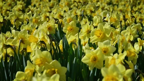 Close-up footage of a field of daffodils. Stock Footage 327857539