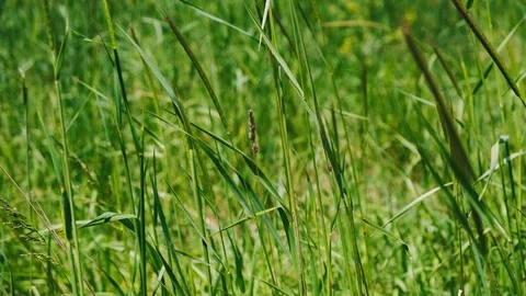 Close up footage of grass against the wind in the forest Stock Footage 106965359