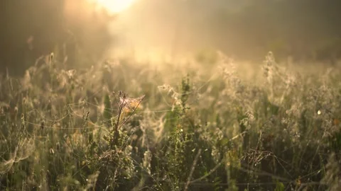 Close-up footage with grass at dawn. Stock Footage 171409253