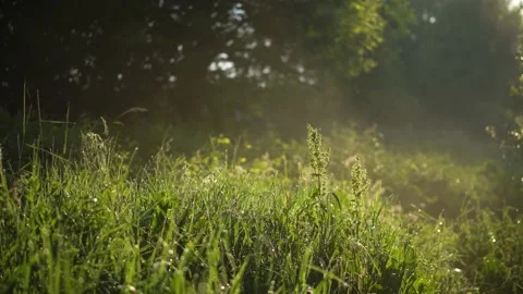 Close-up footage with grass at dawn. Summer morning Stock Footage 171409548