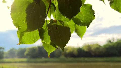 Close up footage of Green leaf with raindrops in the summer in nature develops 動画素材 224774211