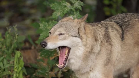 Close up footage of a grey wolf yawning and looking around in forest enviro.. Stock Footage 337349920