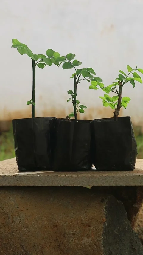 Close up footage of a hand organizing three young katuk plant seedlings in .. Stock Footage 332493064