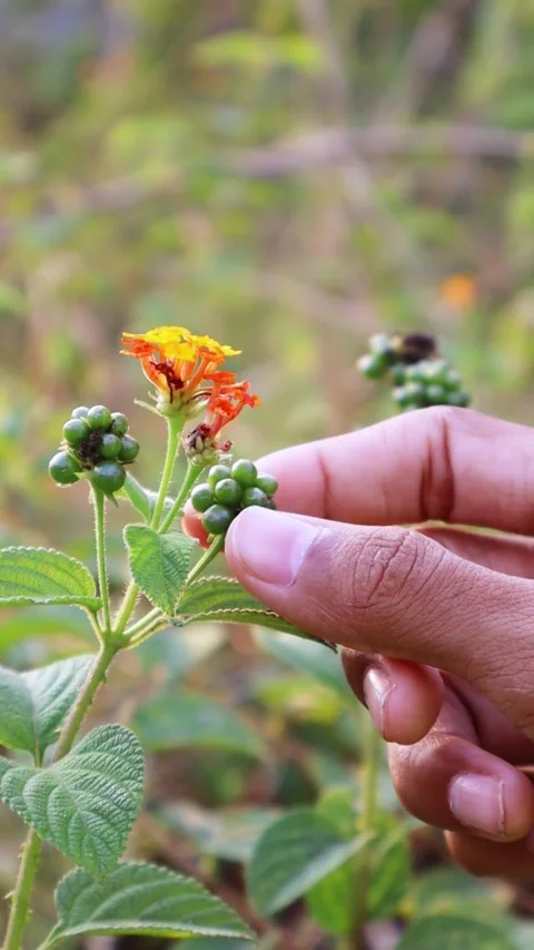 Close-Up Footage of a Hand Touching an Orange Lantana Flower Vídeos de archivo 342689554