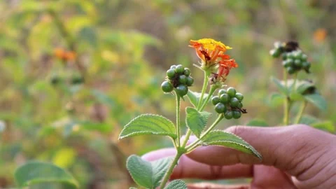 Close-Up Footage of a Hand Touching an Orange Lantana Flower Vídeos de archivo 342689567
