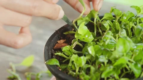 Close-up footage of hands propagating small green plant cuttings by plantin.. Stock Footage 342216307