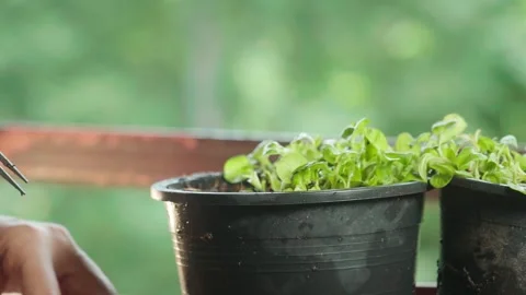 Close-up footage of hands propagating small green plant cuttings by plantin.. Stock Footage 342216334