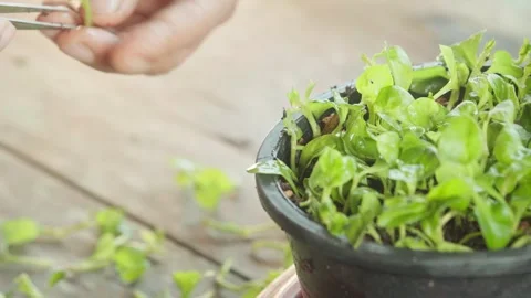 Close-up footage of hands propagating small green plant (watercress) cuttin.. Stock Footage 342216399