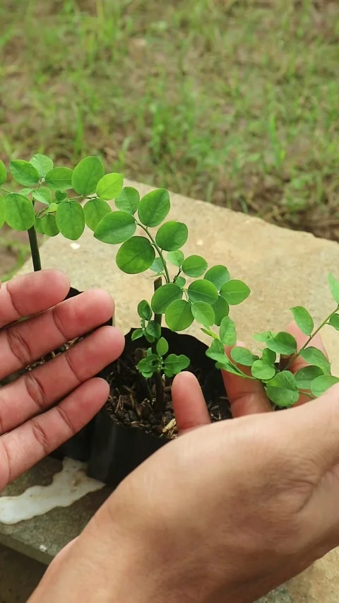 Close up footage of human hands gently holding fresh katuk plant seedlings .. Stock Footage 332493067
