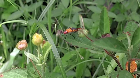 Close up footage of insects mating Stock-Footage 325461515