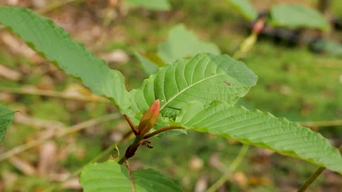 Close Up Footage of Kratom Leave, Mitragyna Speciosa Stock Footage 345364177