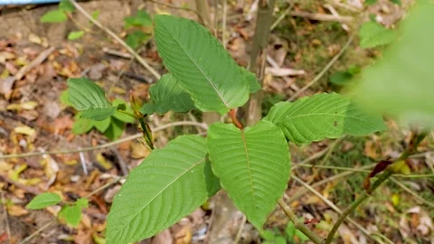 Close Up Footage of Kratom Leave, Mitragyna Speciosa Stock Footage 345364220