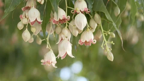 Close-up footage of Kurrajong Bottle Tree flowers swaying gently in natural Stock Footage 335875183