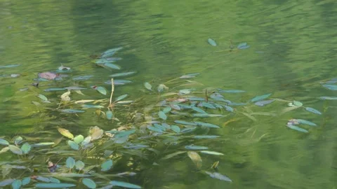 Close-up footage of leaf floating on the surface of the clear Kupa River Stock-Footage 279509493