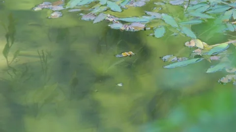 Close-up footage of leaf floating on the surface of the clear Kupa River 動画素材 279509578