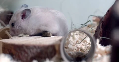 Close-up footage of a little mouse inside a box 스톡 동영상 316948974