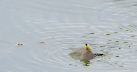 Close up footage of long-tailed mayfly moving along surface of river Tisza 스톡 동영상 268990055