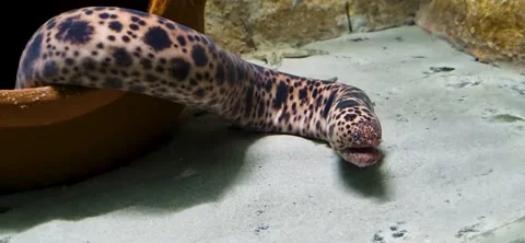 Close up footage of the moray eel. Underwater Stock Footage 234797743