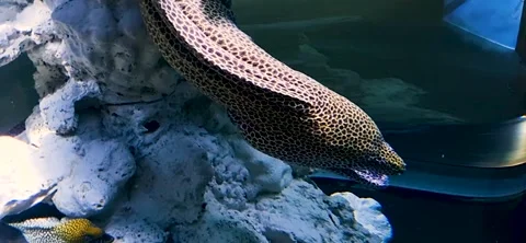 Close up footage of the moray eel. Underwater Stock Footage 235506955