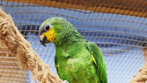 Close up footage of the orange winged amazon parrot. Birds Stock Footage 297979504