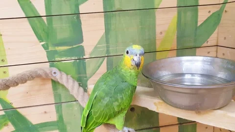 Close up footage of the orange winged amazon parrot. Feathered Stock Footage 302303680