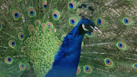 Close up footage of a peacock showing its iconic tail feathers with eye patterns Stock Footage 336856579
