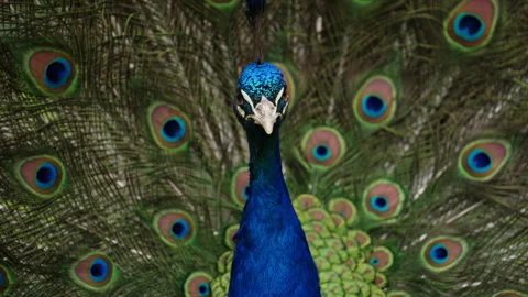 Close up footage of a peacock showing its iconic tail feathers with eye patterns Stock Footage 337128261