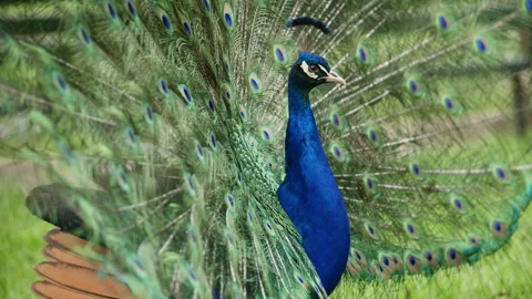 Close up footage of a peacock showing its iconic tail feathers with eye patterns Stock Footage 337129242