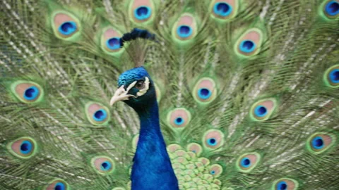 Close up footage of a peacock showing its iconic tail feathers with eye patterns Stock Footage 337130087