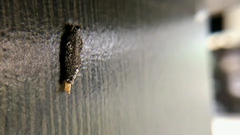 Close up footage of Phereoeca uterella case-bearing moth larva Stock Footage 336756894