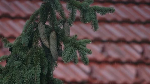 Close-up footage of Pine branches in the rain and the roof in the background Vídeo Stock 210737627