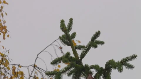 Close-up footage of Pine branches in the rain Stock-Footage 223876299