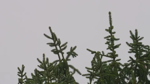 Close-up footage of Pine branches in the rain Stock-Footage 223876324
