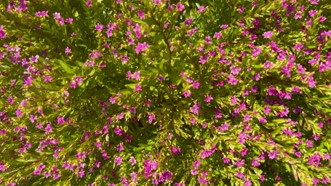 Close up footage of plant background. It is called "Cuphea hyssopifolia" Vidéo 238763452