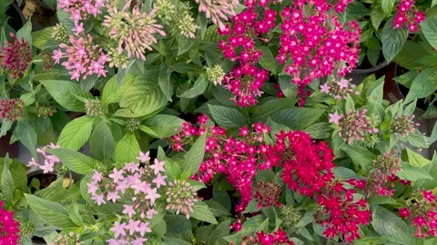 Close up footage of plant background. It is called "Catharanthus roseus" Vídeo Stock 239349155