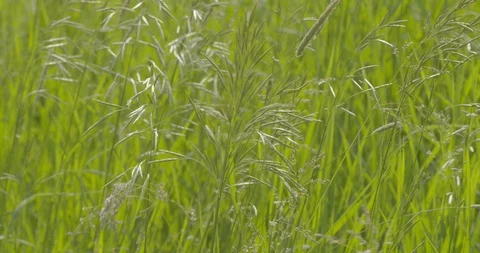 Close up footage of plants 库存影片 115089725