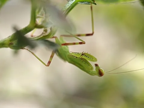 Close up footage of a praying mantis hanging upside down Stock Footage 333029494
