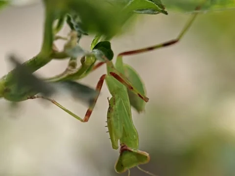 Close up footage of a praying mantis hanging upside down Stock Footage 333030365