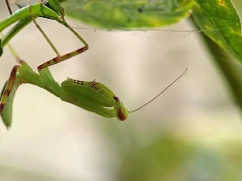 Close up footage of a praying mantis hanging upside down Stock Footage 333031911