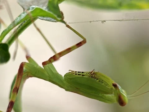 Close up footage of a praying mantis hanging upside down Stock Footage 333031975