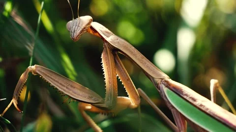 Close-up Footage of Praying Mantis Insect  Stock Footage 286250613
