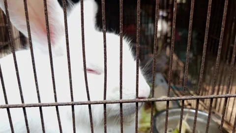 Close-up footage of a rabbit inside a cage Stock Footage 310922621